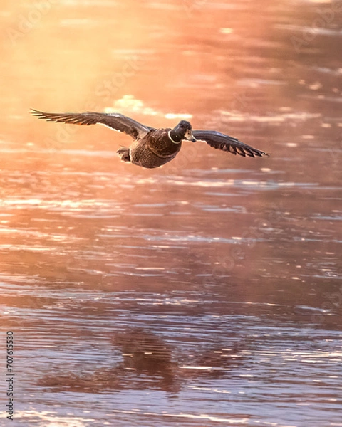 Obraz duck fly sunset