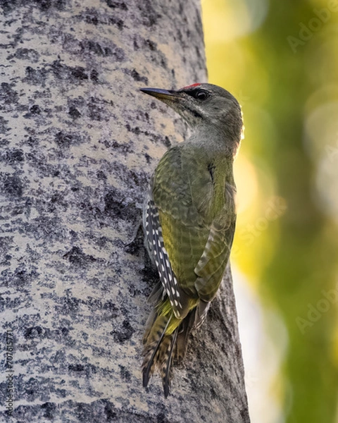 Obraz grey headed woodpecker