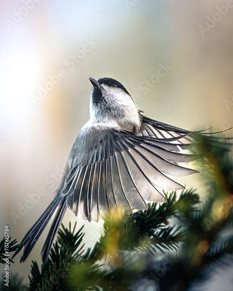 Obraz poecile montanus willow tit bird