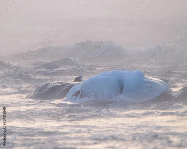 Obraz dipper bird and misty river
