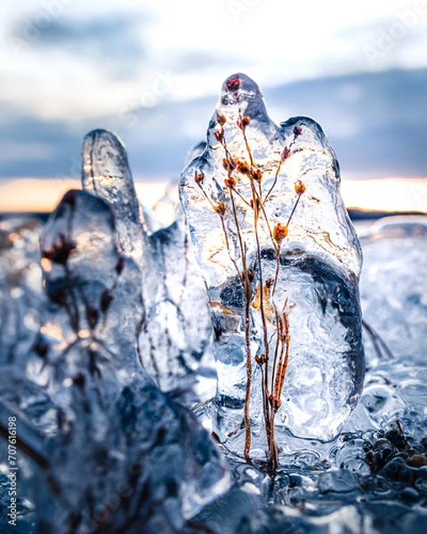 Obraz flower frozen inside ice