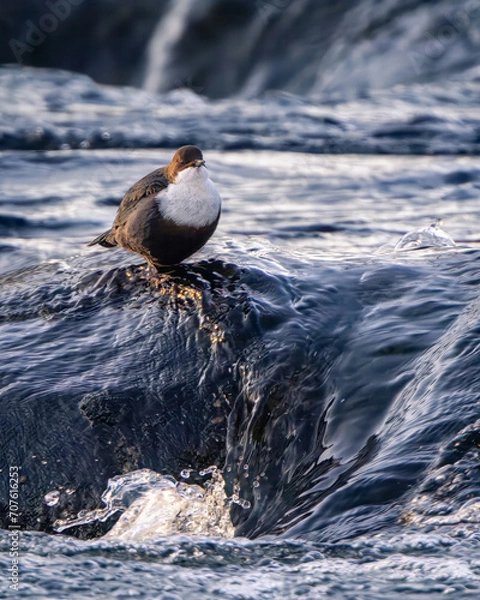 Obraz dipper bird and river