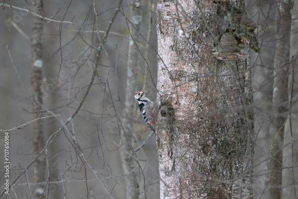 Obraz woodpecker and birch tree