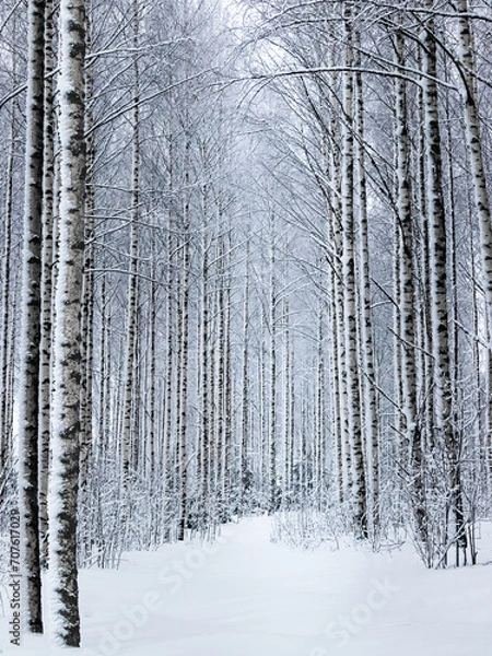 Fototapeta birch trees winter