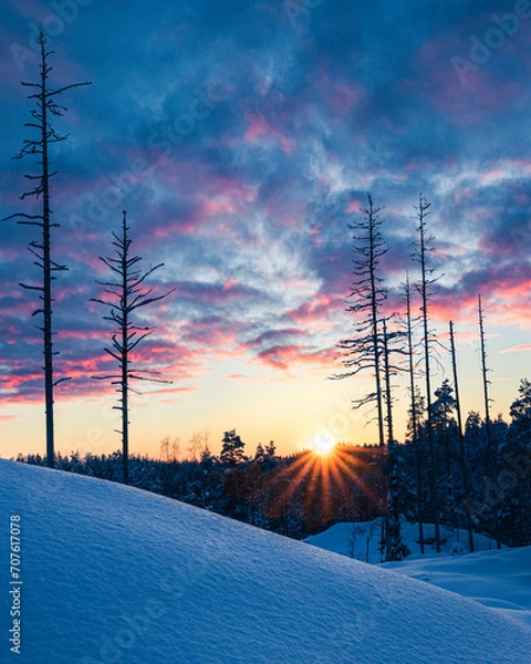 Obraz sunset in the forrest