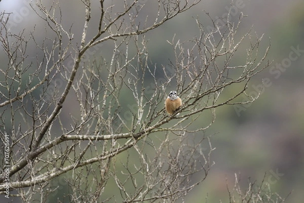 Fototapeta 木に留まっている真正面顔のホオジロ