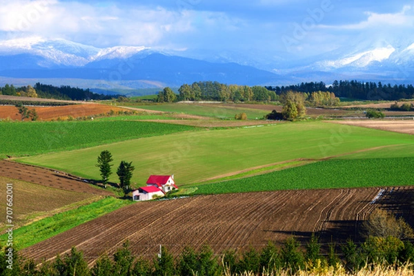 Fototapeta 北海道・彩の大地