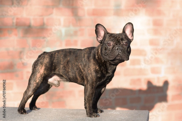 Obraz A male dog of the French bulldog breed of tiger color stands in a rack