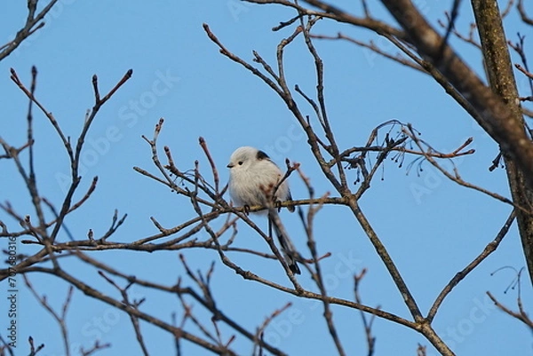 Fototapeta 枝にとまるシマエナガ