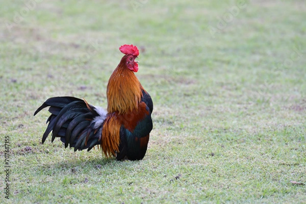 Obraz A rooster is standing and crowing in the grass.