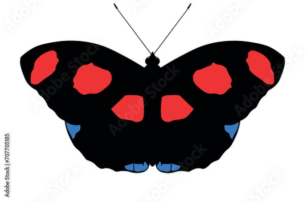 Obraz butterfly isolated on white background. Catonephele numilia, the blue-frosted banner, blue-frosted Catone, Grecian shoemaker or stoplight Catone, is a butterfly of the family Nymphalidae 