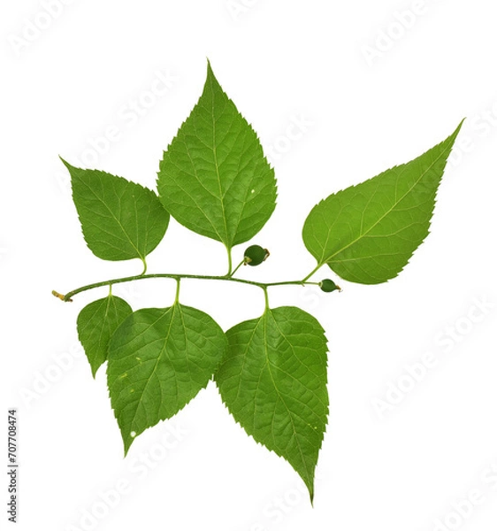 Obraz Celtis occidentalis