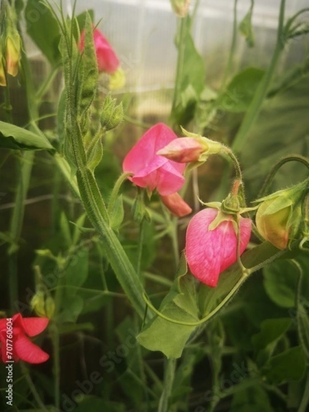Fototapeta Fragrant pea