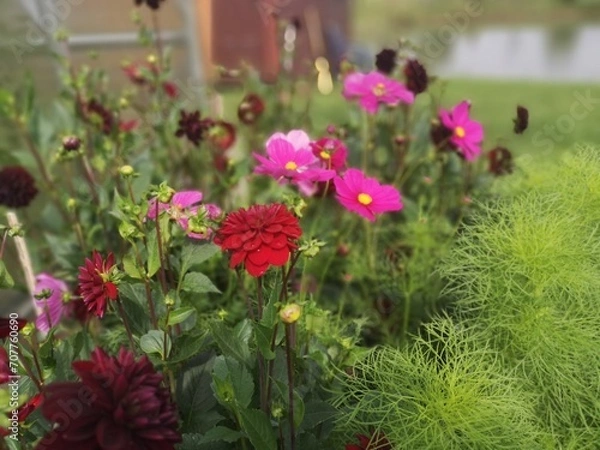 Fototapeta Cosmos and dahlia field