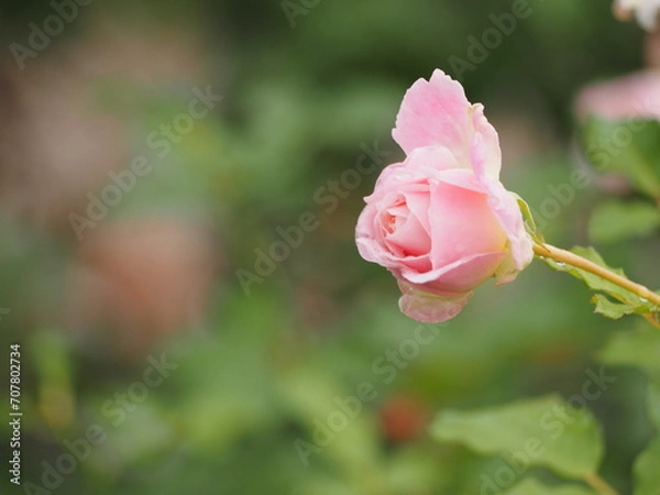 Obraz 薄ピンクのバラ　シュシュ