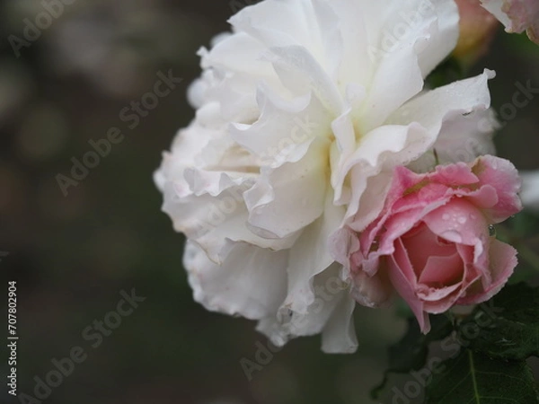 Fototapeta バラ　シュシュ