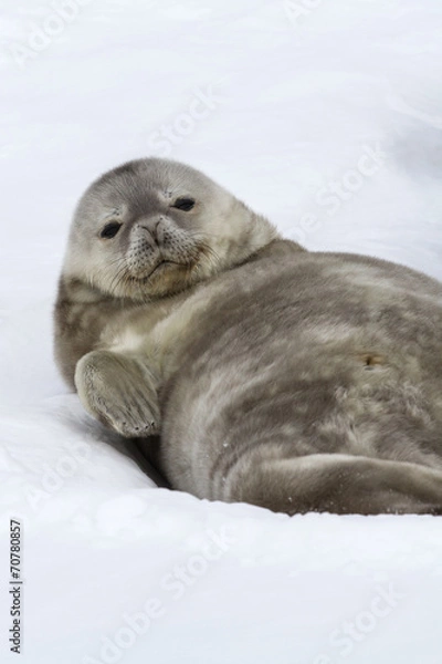 Obraz Weddell seal pup lying in the snow on his back and looking