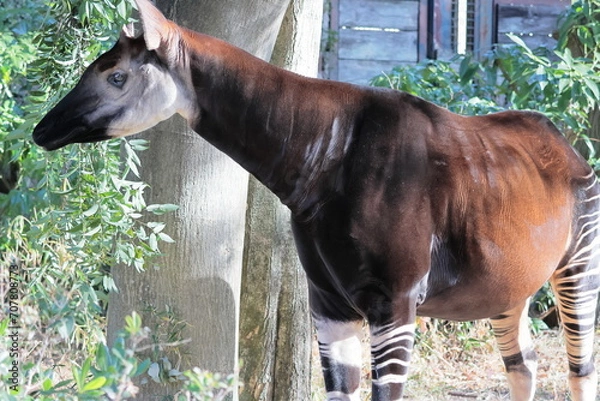 Obraz Okapi