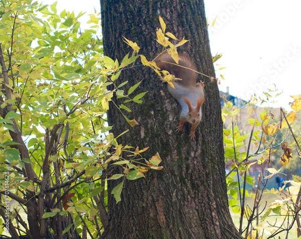 Obraz The red squirrel goes down the tree trunk. Soft focus