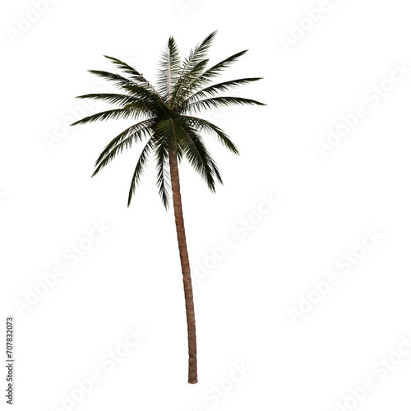 Fototapeta 3D Rendered Palm with no Background