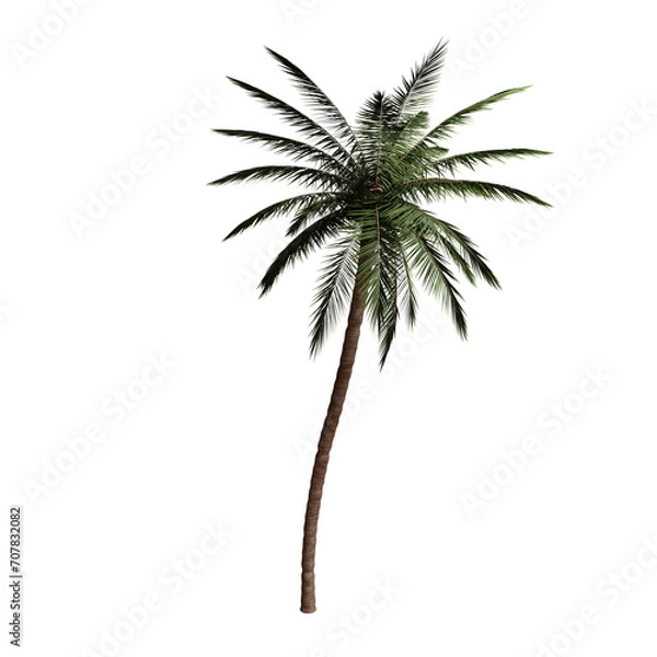 Fototapeta 3D Rendered Palm with no Background
