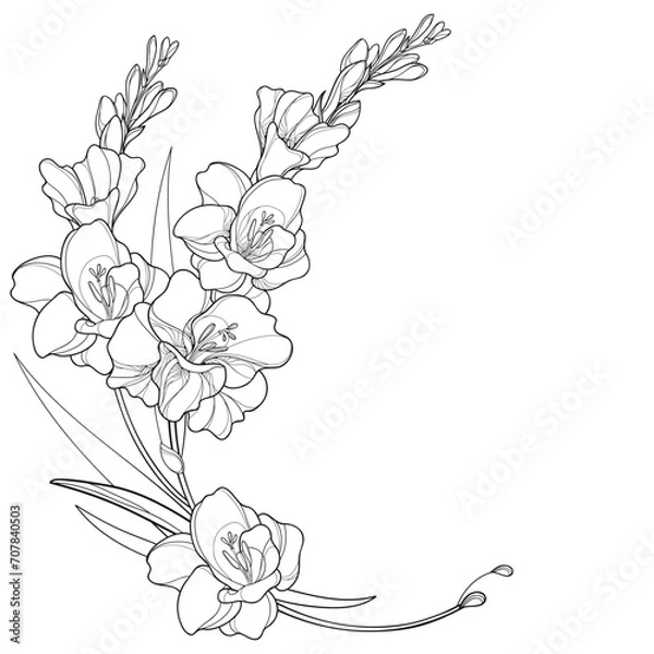 Obraz Corner bouquet with Gladiolus or sword lily flower, bud and leaf in black isolated on white background. 