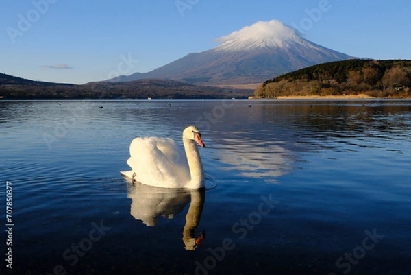 Obraz 白鳥と富士