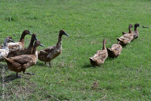 Obraz Ducks are walking in a row in the grass.