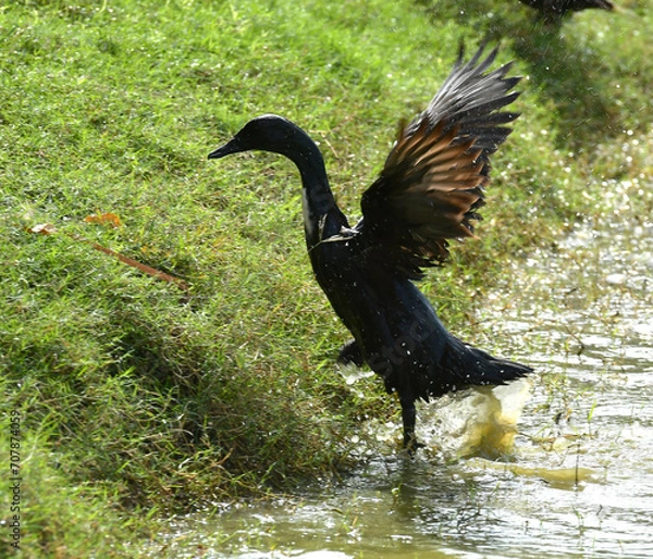 Obraz Ducks are flapping their wings in the pond.