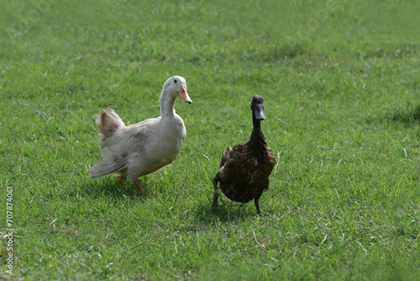 Obraz Two ducks are walking in the grass.