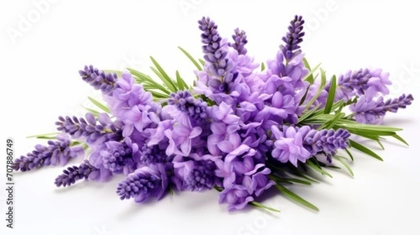 Obraz Beautiful lavender flowers on white background isolated on white background,