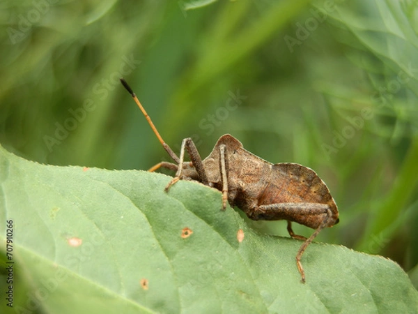 Fototapeta brown stinkbug on a plant in the wild. Macro photography.