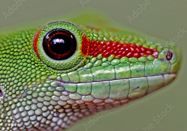 Obraz taggecko portrait