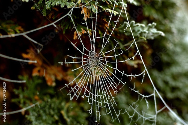 Obraz closeup photo of frozen cobweb on a frosty day