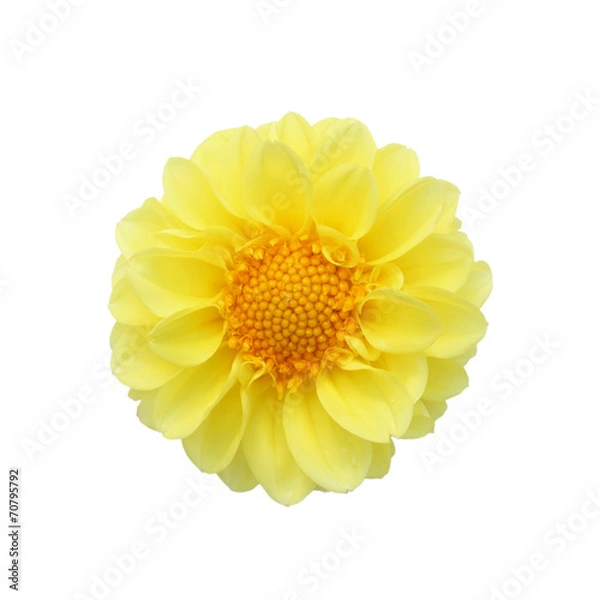 Obraz Yellow dahlia isolated on white background