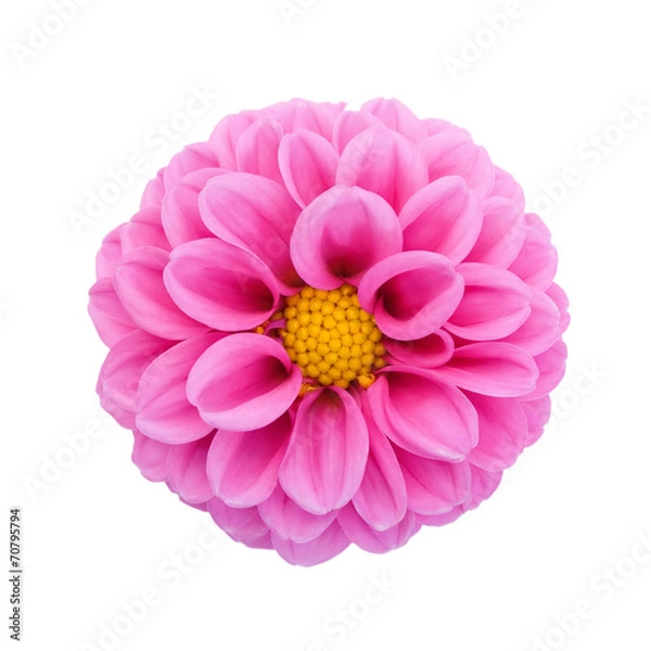 Obraz Pink dahlia isolated on white background