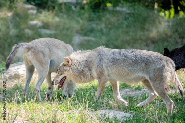 Obraz Wölfe auf der Suche