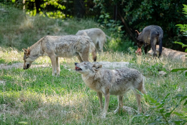Obraz Wolfsrudel nach der Jagd