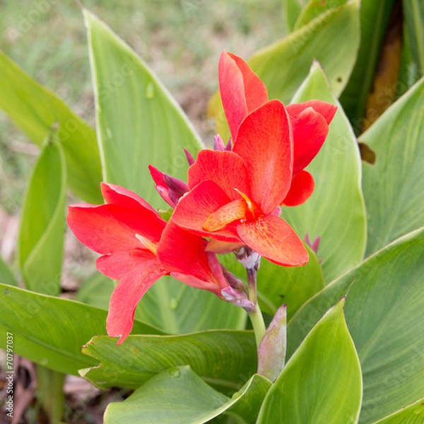 Obraz Canna flowers