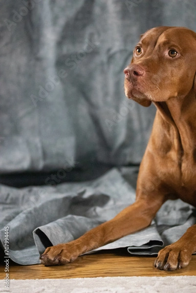 Obraz Vizsla dog up close