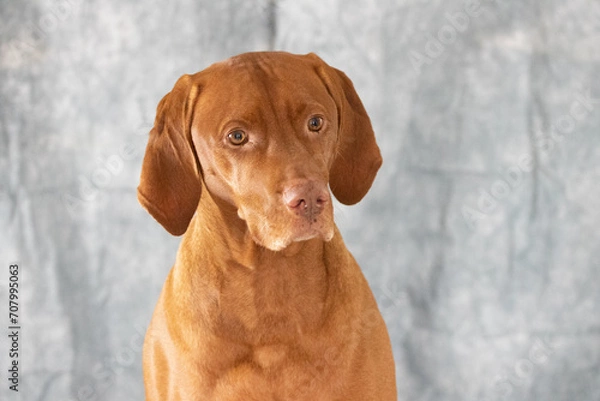 Obraz Vizsla dog head