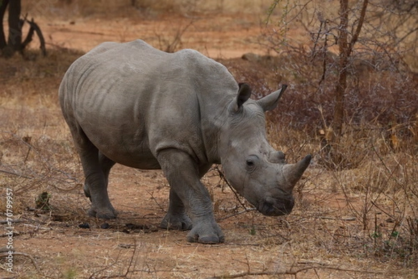 Obraz White Rhinoceros