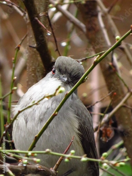 Obraz Diucon ave de Chile
