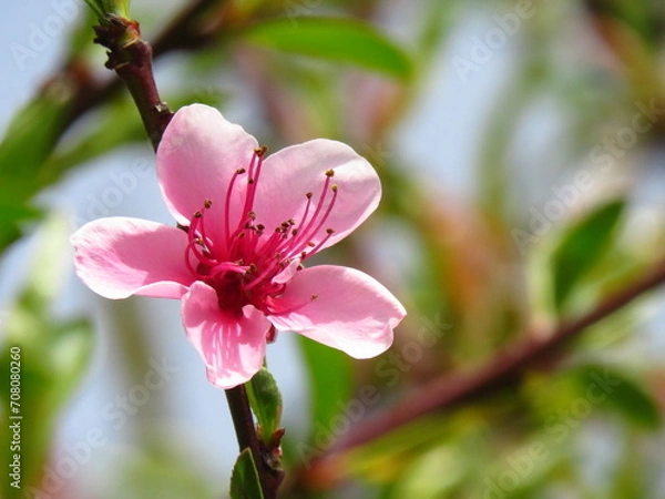 Obraz pink blossom