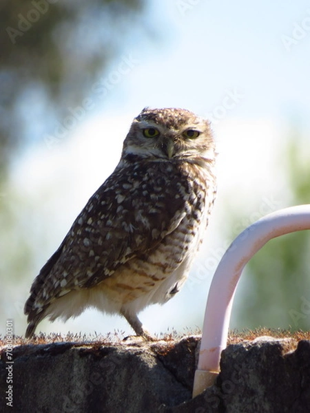 Fototapeta owl perched on a fence