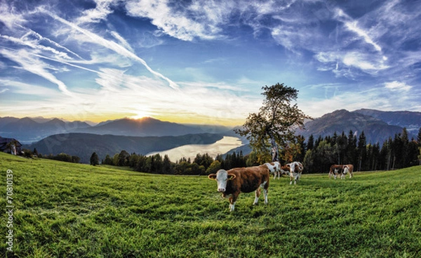 Obraz Lake Millstatt Herd Of Cows Sunset