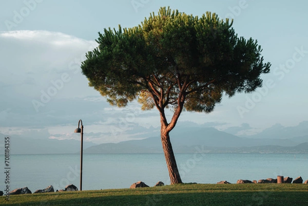 Fototapeta tropical pine tree