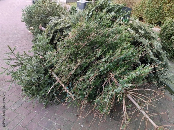 Fototapeta Christmas trees are being dumped, seperated and collected at vegetable, fruit and garden (GFT) disposal waste container dumpsters in Beverwijk, the Netherlands
