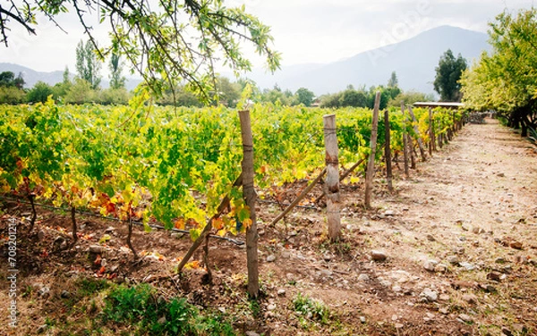 Obraz small rustic winery in Chile