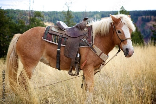 Obraz Haflinger Mare with Saddle